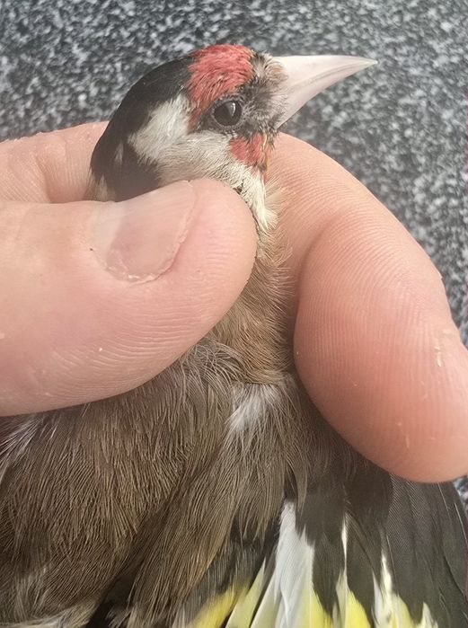 Aves Disponíveis