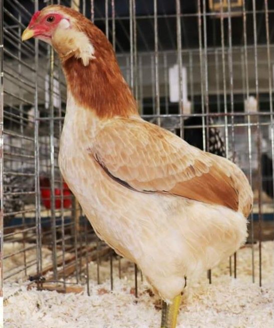 Ovos para incubação de crem legbar, brahama perdiz, sedosas barbudas