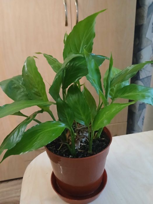 Вазони, кімнатні рослини