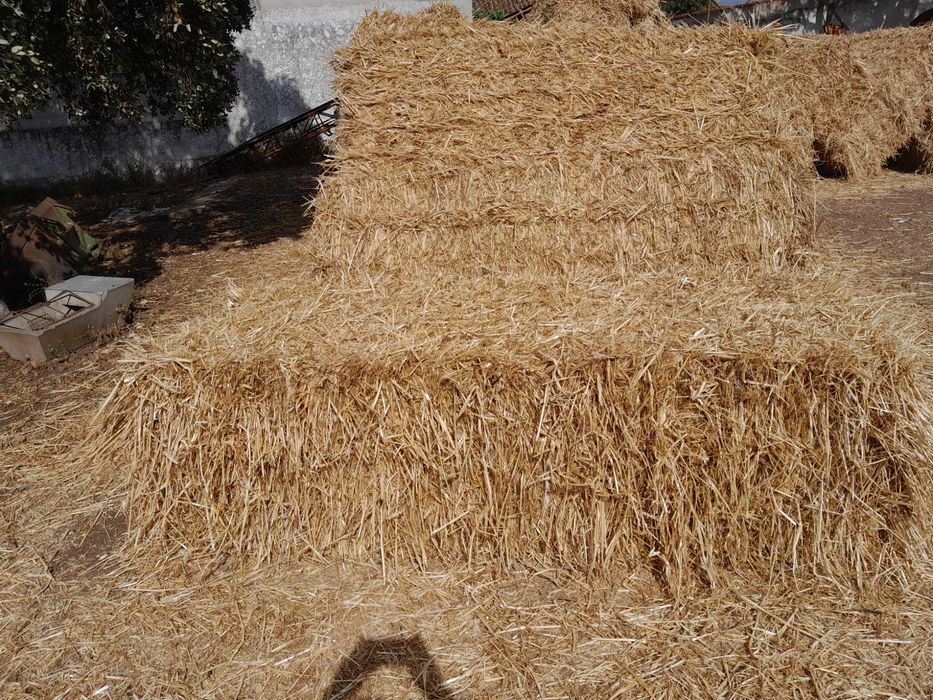 Fardos feno semeado
