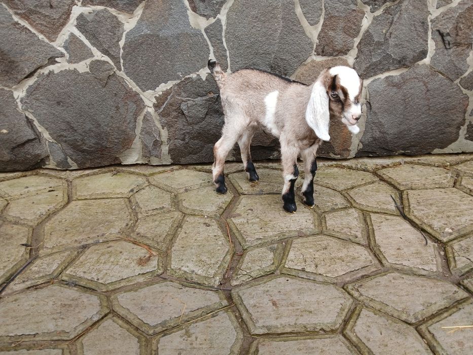 Продаеться нубійська козочка.