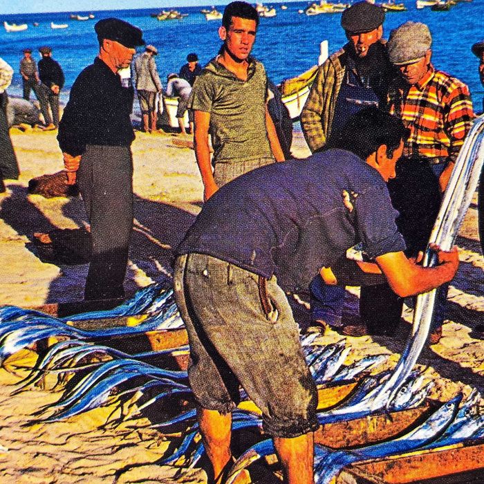 Postal Antigo–Sesimbra Portugal–Escolha de Peixe na Praia(Década 1950)