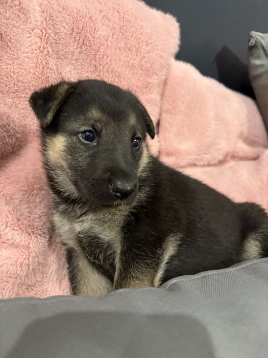 Owczarki szczeniaki szukaja domu- do adopcji
