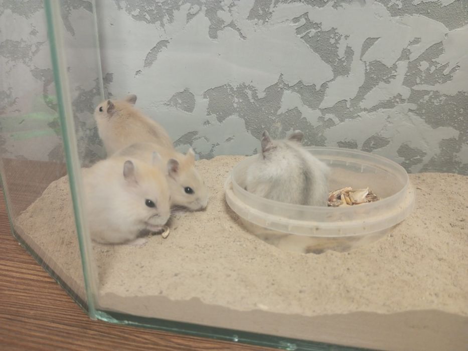 Хом'ячата джунгарики