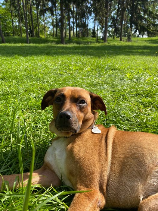 Pies do adopcji ( 5 lat)