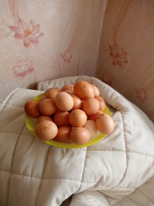 Яйца курячi домашнi