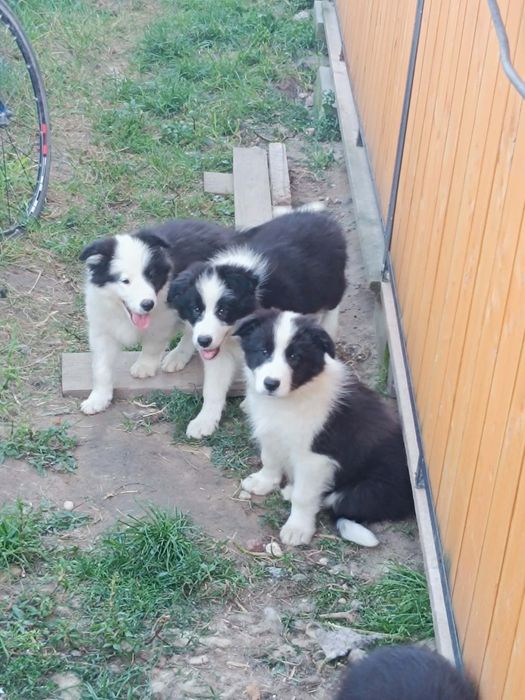 Szczeniak border collie