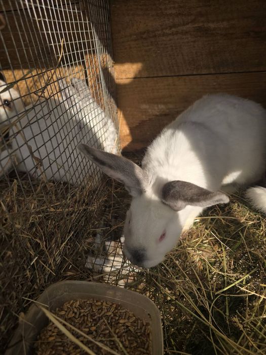 Кролики молоді, кролики.