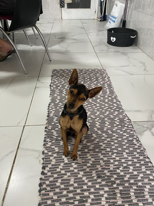 Pincher preto afogueado