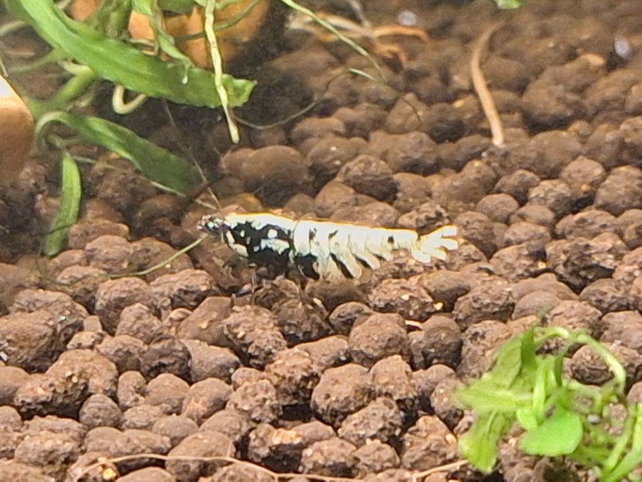 Akwarium z krewetkami Galaxy