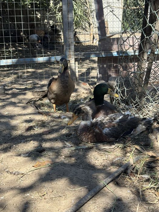 Temos patos rouen e ovos.
