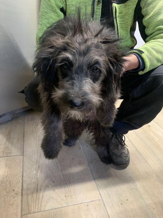 Oddam 4 miesięczne psy