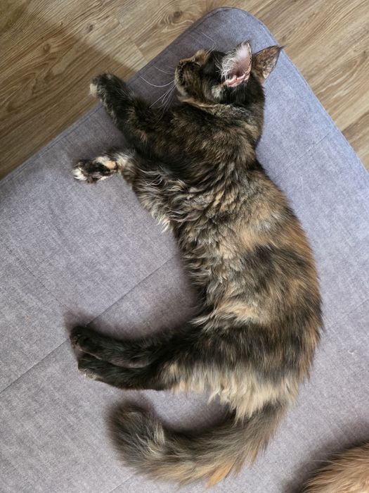 Gotowa do odbioru Kotka Maine Coon, FPL rodowód