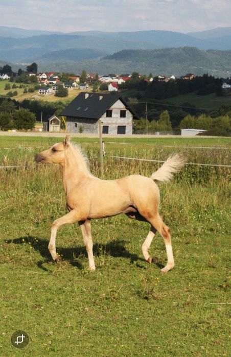 Kuc izabelowaty roczny wałach