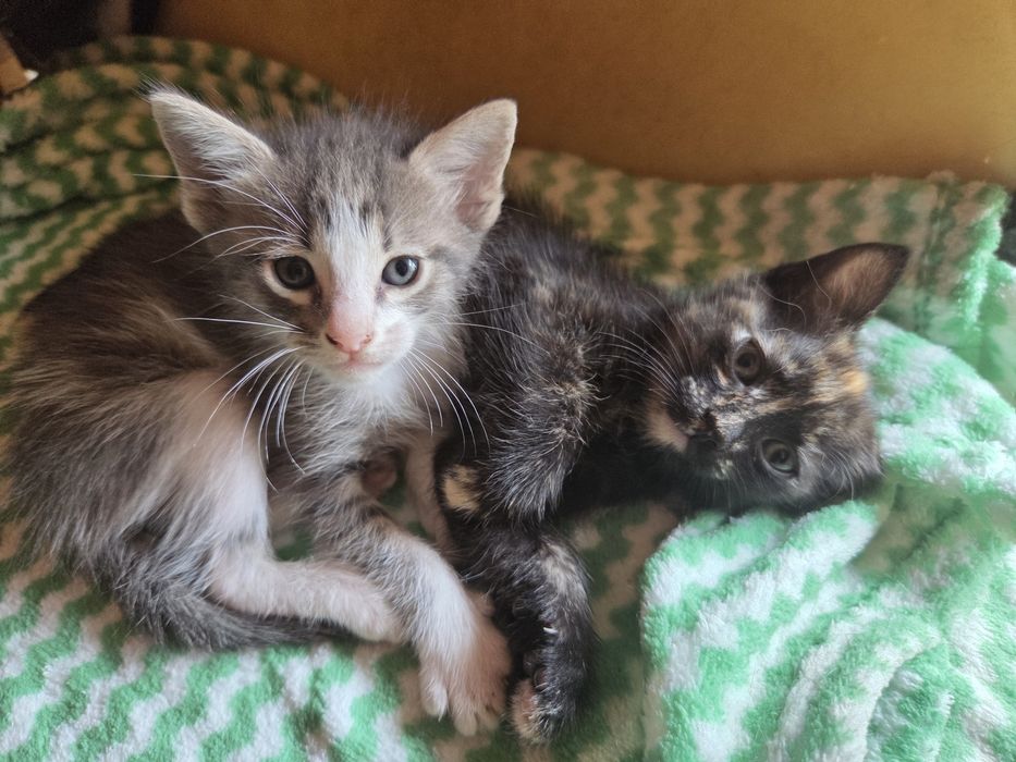 Vários gatinhos para adoção