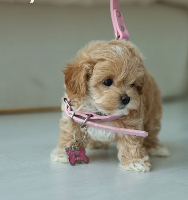 Мальтипу преміум — для тих, хто цінує якість