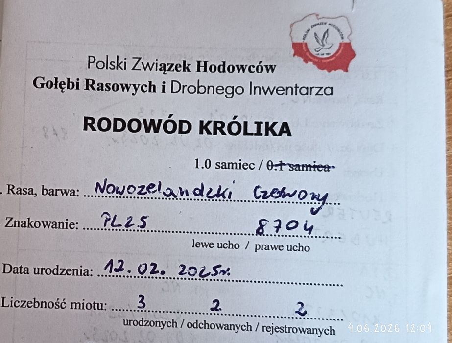 Samczyk Nc rodowód