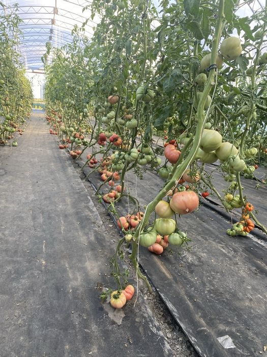 Ekologiczne warzywa i owocowe z poletka w Mirkowie ul. Kalinowa 3A