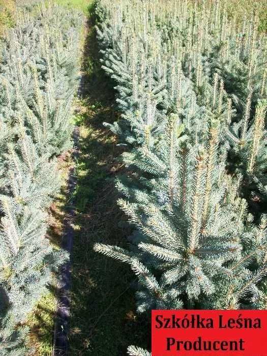 Sadzonki wierka Srebrnego Kaibab Serbski Pospolity Swierk Choinki 