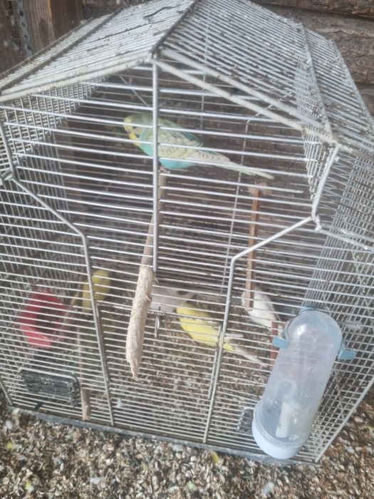 Papugi faliste młode samce i samice