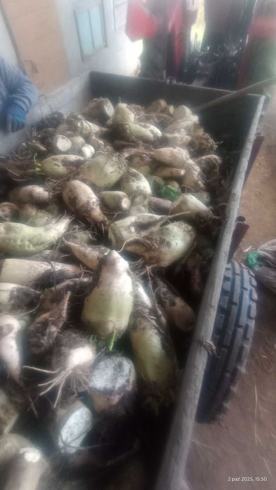 Buraki pastewne białe