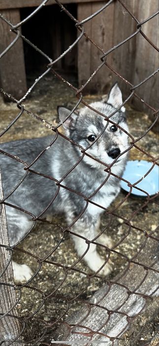 Щенята 4 місяці дві дівчинки лайки хаски