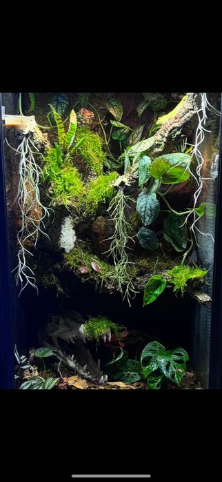 Gekon dzienny madagaskarski