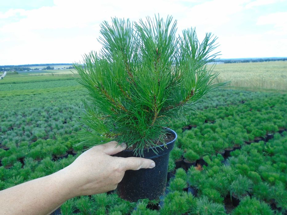 Kosodrzewina Pinus Mugo Pumilio 2L. 20-30cm.