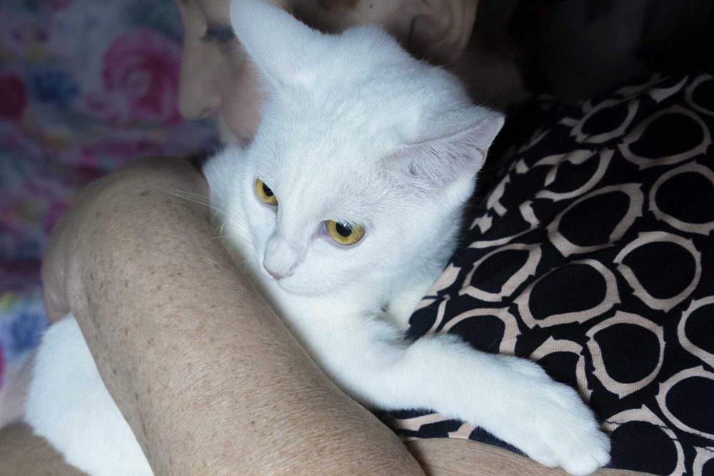 Котик Лоран в пошуках дому. Сумує в клітці.Стерилізований,вакцинований