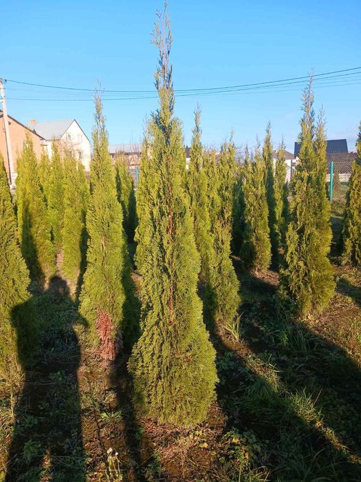 Садовий центр предлагает.