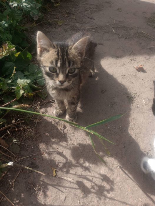 Кошенята в добрі руки