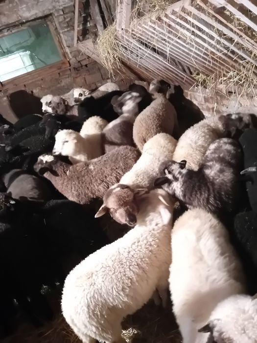 Witam sprzedam jagnięta