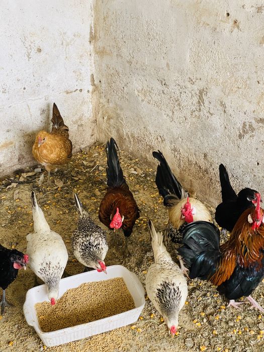 Garnizes de varias cores