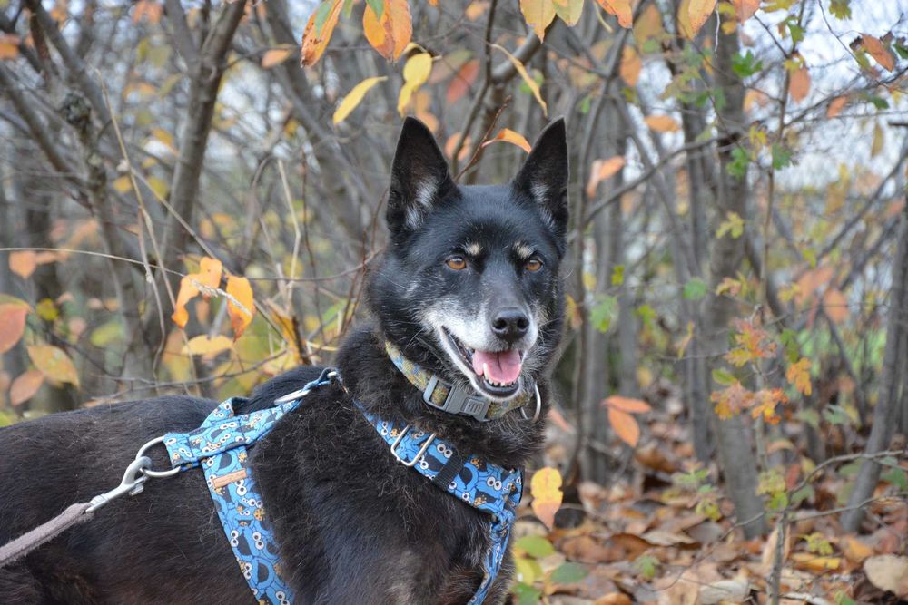 Przepiękna i majestatyczna Larisa szuka domu.