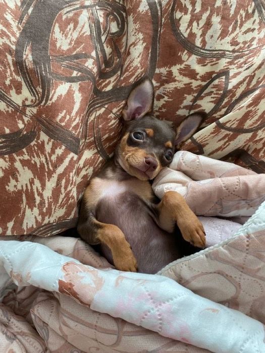 Мальчишка той-терьер с документами