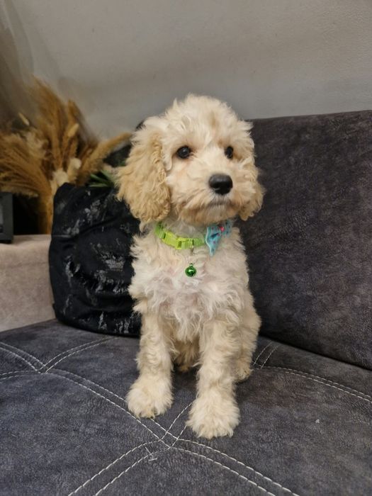 Piesek cockapoo f1b pies