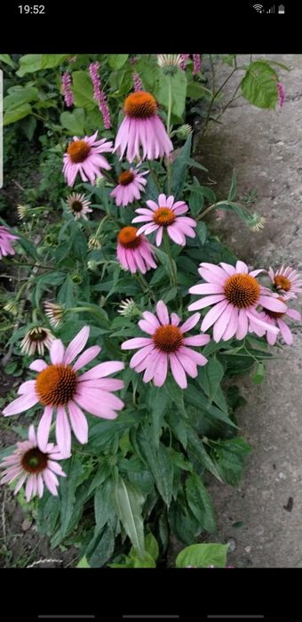 Jeżówka 5 sadzonek