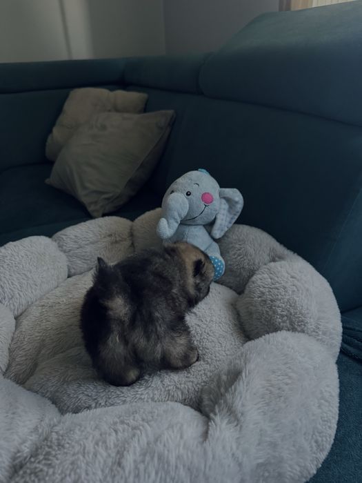 **Mija**Szpic miniaturowy, pomeranian, malutka sunia