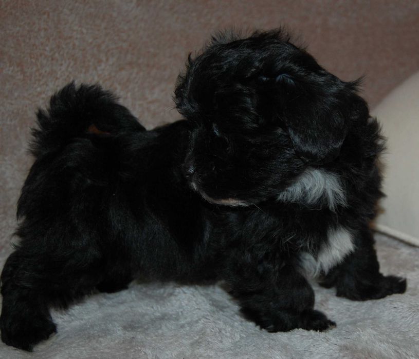 Hawańczyk śliczny  pieseky