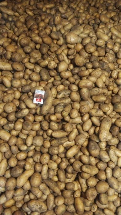 Продам картоплю домашню