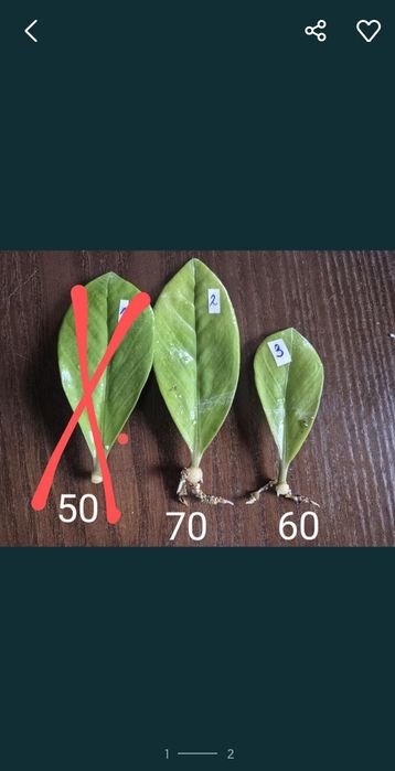 Заміокулькас Зензі