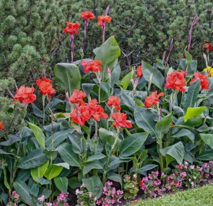 Canna paciorecznik bulwy