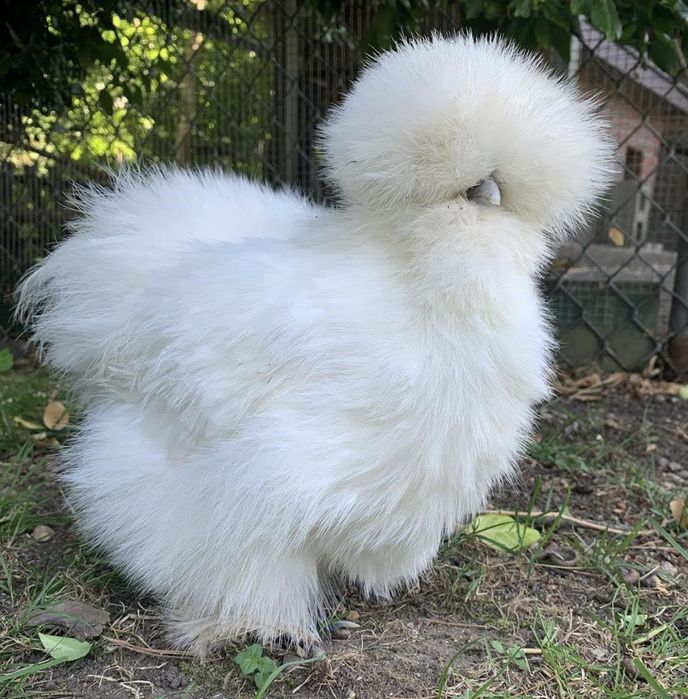 Куры пуховые( китайская шелковая)