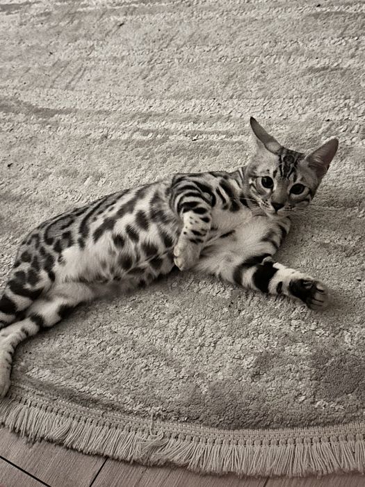 Бенгальский кот пол годика. С документами