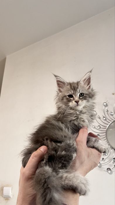 Kotek Maine Coon- niebieski pregowany