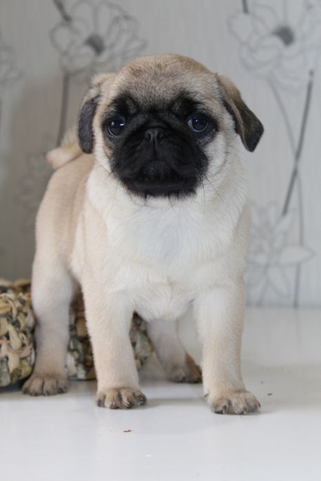 Мила мала мопсішка