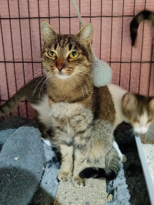 ISKRA- piękna młoda kotka szuka kochającego domu