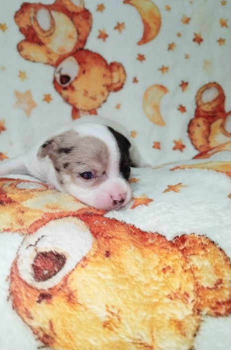 Fêmea Chihuahua pêlo curto