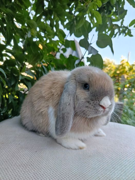Samiec mini lop do hodowli królik samiec rozpłodowy