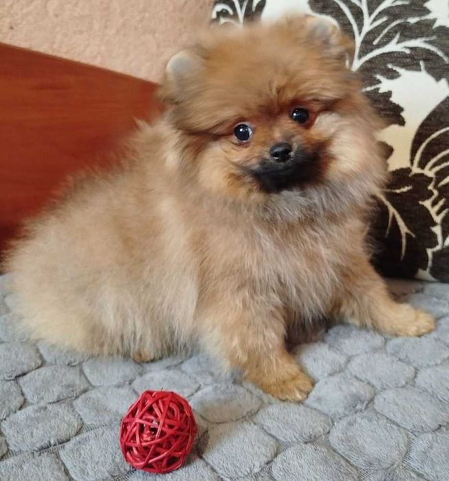 Померанский шпиц. Мальчик.